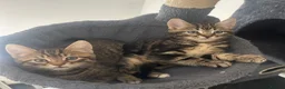 Mixed Breed cats for sale: Bengal/blue bengal kittens 👀🏡 - Advert 11
