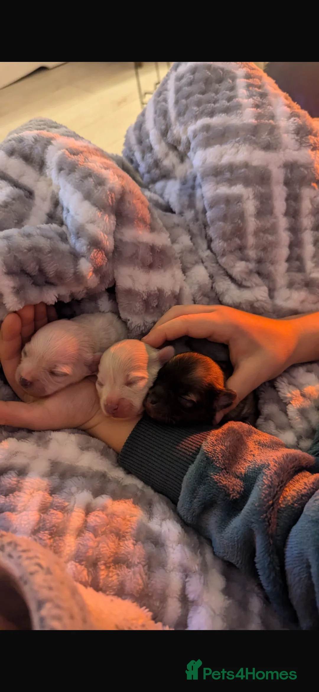 Pomeranian dogs for stud: 2kg, KC Registered, Proven, Pomeranian  in Cardiff - Advert 36