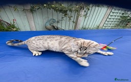 Keetso cats for sale: Superb polydactyl curled eared Keetso girl  - Image 6