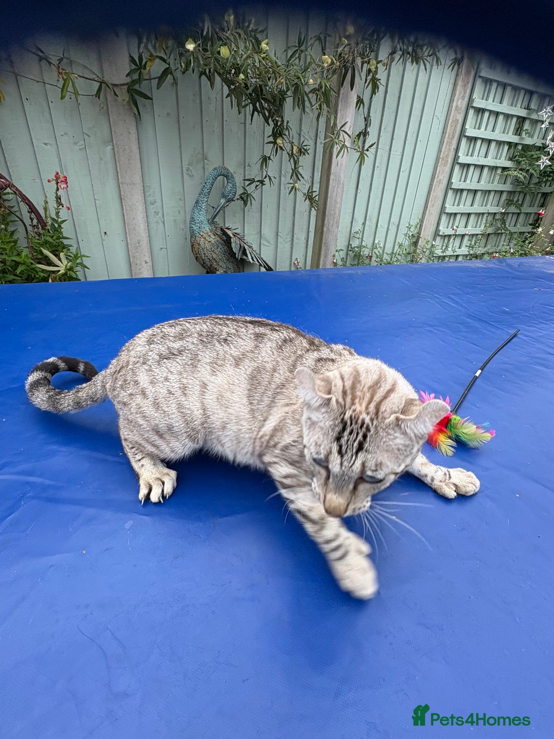 Keetso cats for sale: Superb polydactyl curled eared Keetso girl  - Image 6