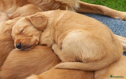 Golden Retriever dogs for sale: GOLDEN RETRIEVER  - Image 2