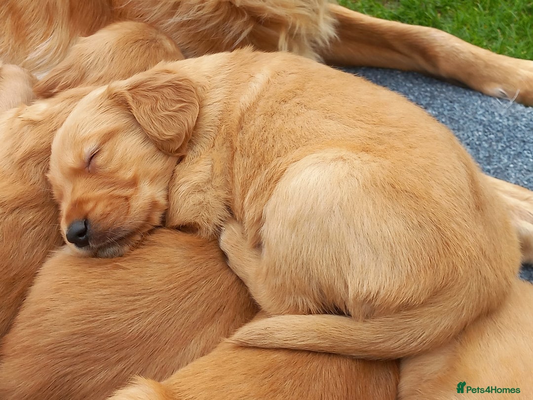 Golden Retriever dogs for sale: GOLDEN RETRIEVER  - Image 2