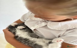 Ragdoll cats for sale: Gorgeous half pedigree Ragdoll kittens - Image 7
