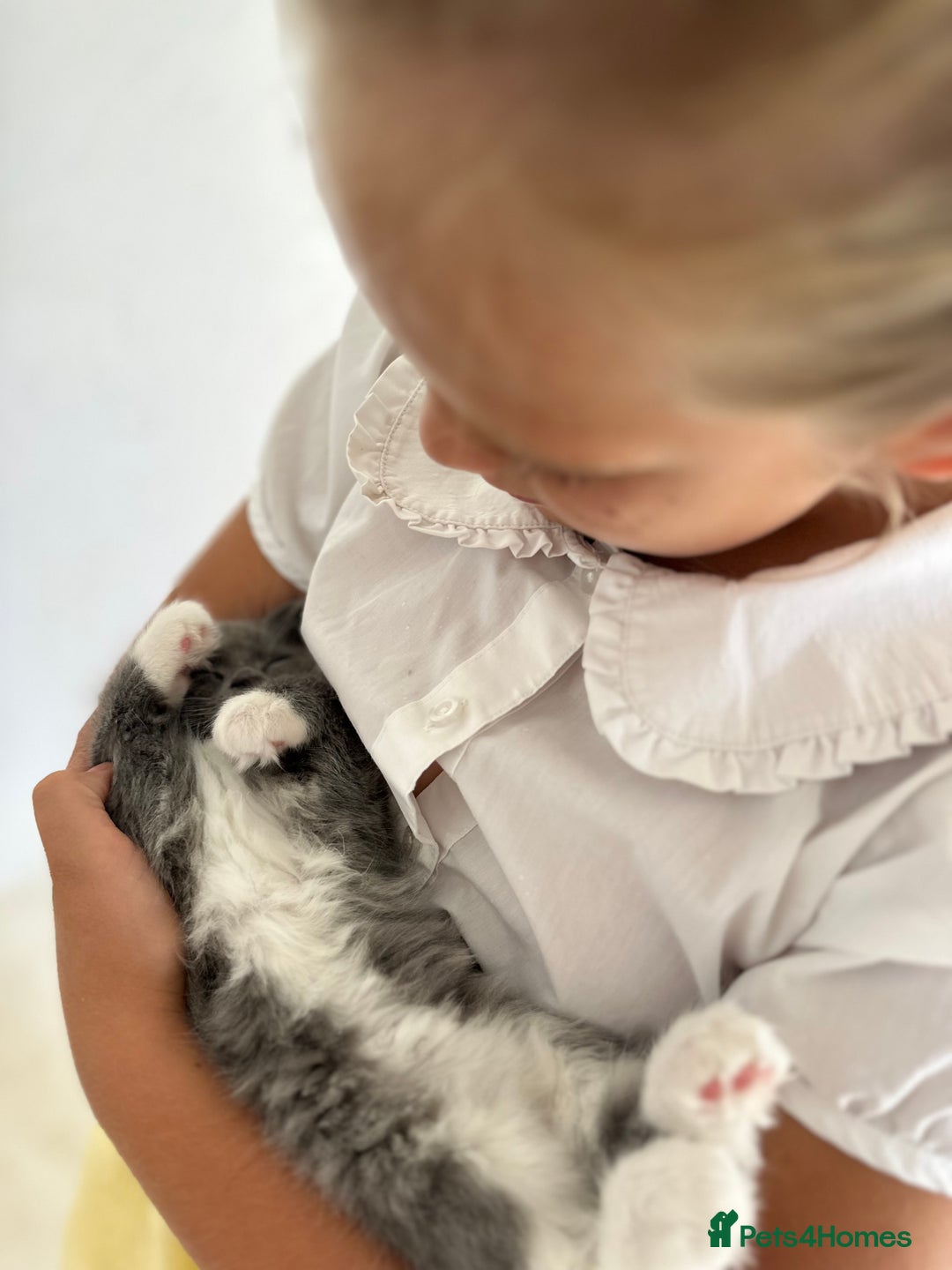 Ragdoll cats for sale: Gorgeous half pedigree Ragdoll kittens - Image 7