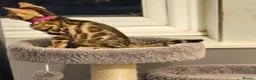Bengal cats for sale: Prince and princesses seeking human slaves - Advert 23