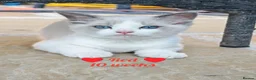 Ragdoll cats for sale: 6 beautiful pure ragdoll kittens - Advert 5