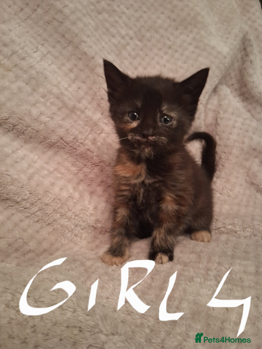 Maine Coon cats for sale: Beautiful Maine Coon kittens  - Advert 26