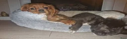 Cavalier King Charles Spaniel dogs for sale: Queenie kennel club female  - Advert 3