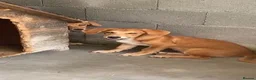 Mixed Breed dogs for adoption: Dinmont, 4 months approx. Available for adoption. - Advert 3
