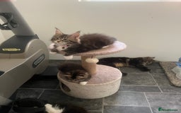 Maine Coon cats for sale: Maine Coon 1 Mackerel Tabby Boy Left Ready To Go - Image 12
