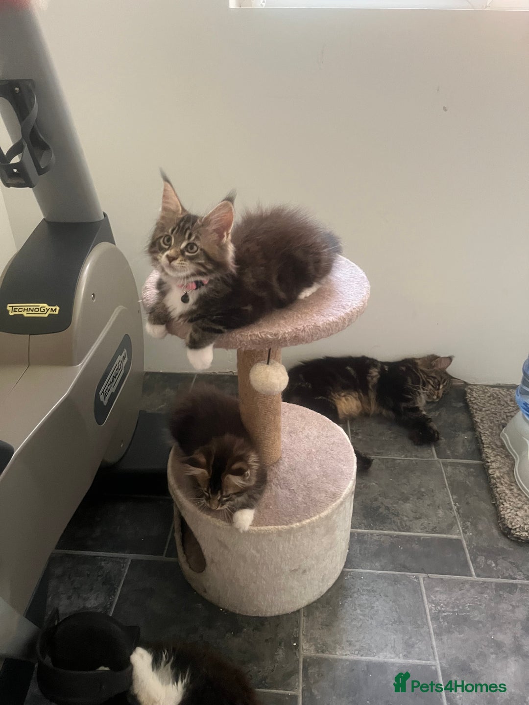 Maine Coon cats for sale: Maine Coon 1 Mackerel Tabby Boy Left Ready To Go - Image 12