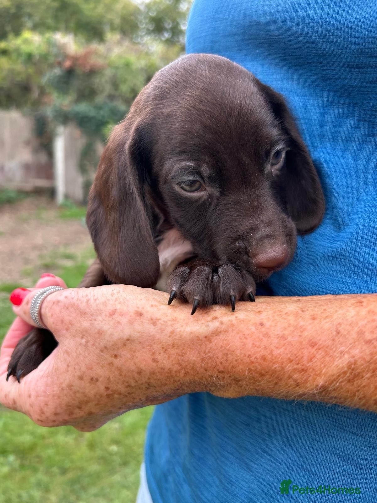 Cocker Spaniel dogs COCKER SPANIELS FOR SALE - Advert 2