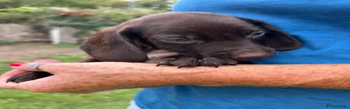 Cocker Spaniel 1