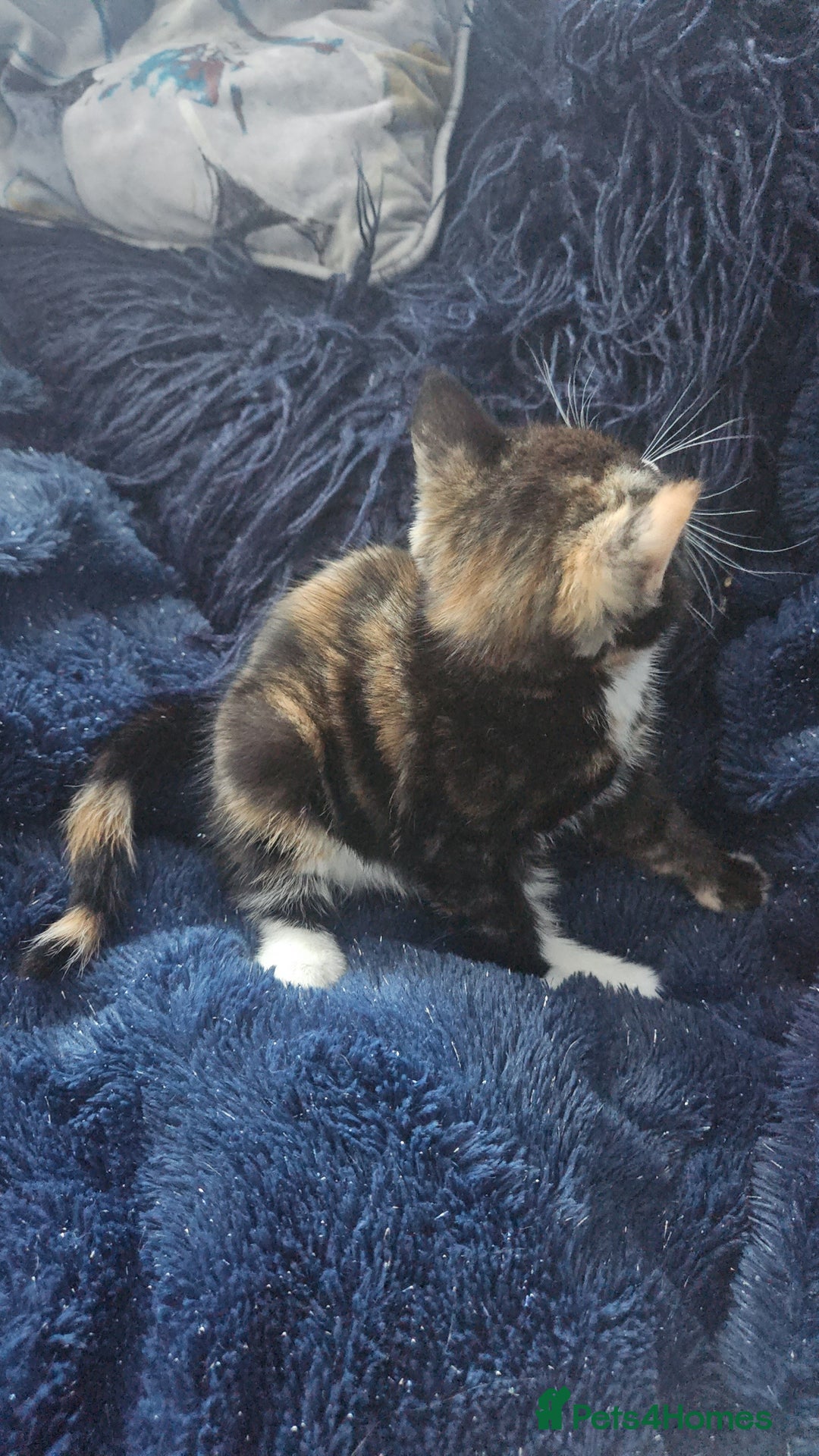 Mixed Breed cats for sale: Kittens for sale - Image 7