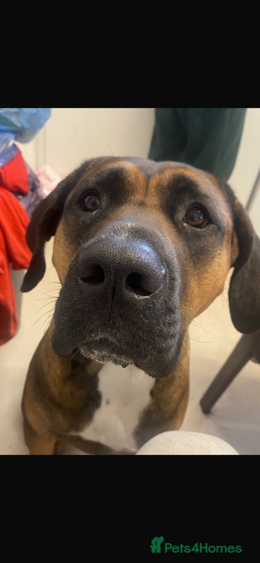 Presa Canario dogs Bonnie 4 yr old presa canario  - Advert 10