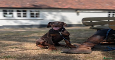 Dobermann dogs - Advert 7