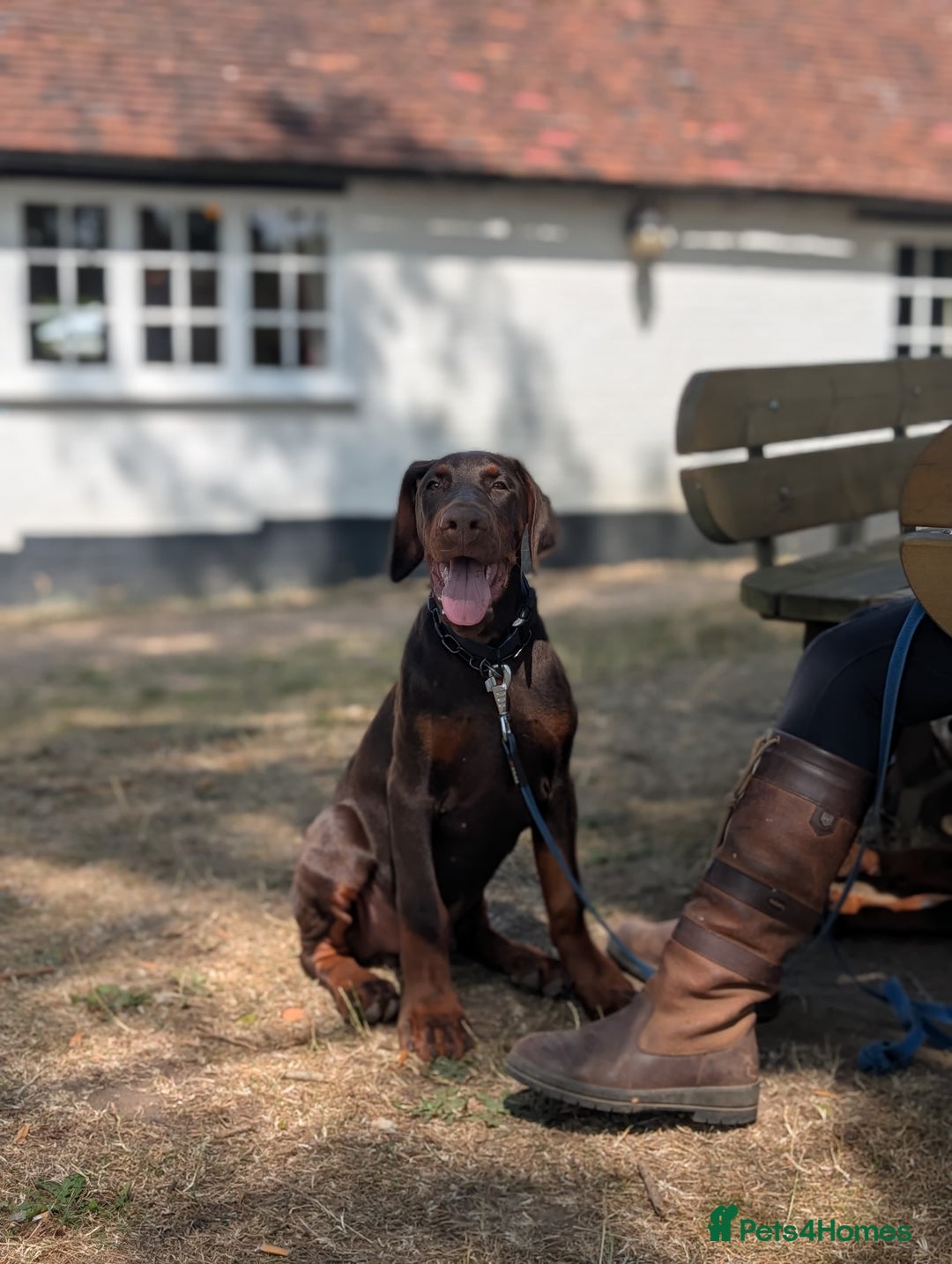 Dobermann dogs for sale: WAITLIST WINTER 2025 CEZARBLUE 5 STAR LICENSED ⭐️  - Image 3