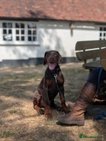 Dobermann dogs - Advert 11