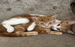 Domestic Shorthair cats for sale: Must stay together-  male & female kittens - Image 1
