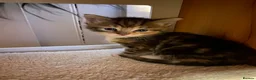 Maine Coon cats for sale: Maine Coon cross domestic shorthair kittens - Advert 5