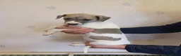Whippet dogs for sale: Beautiful Pedigree Whippet Puppies  - Advert 11