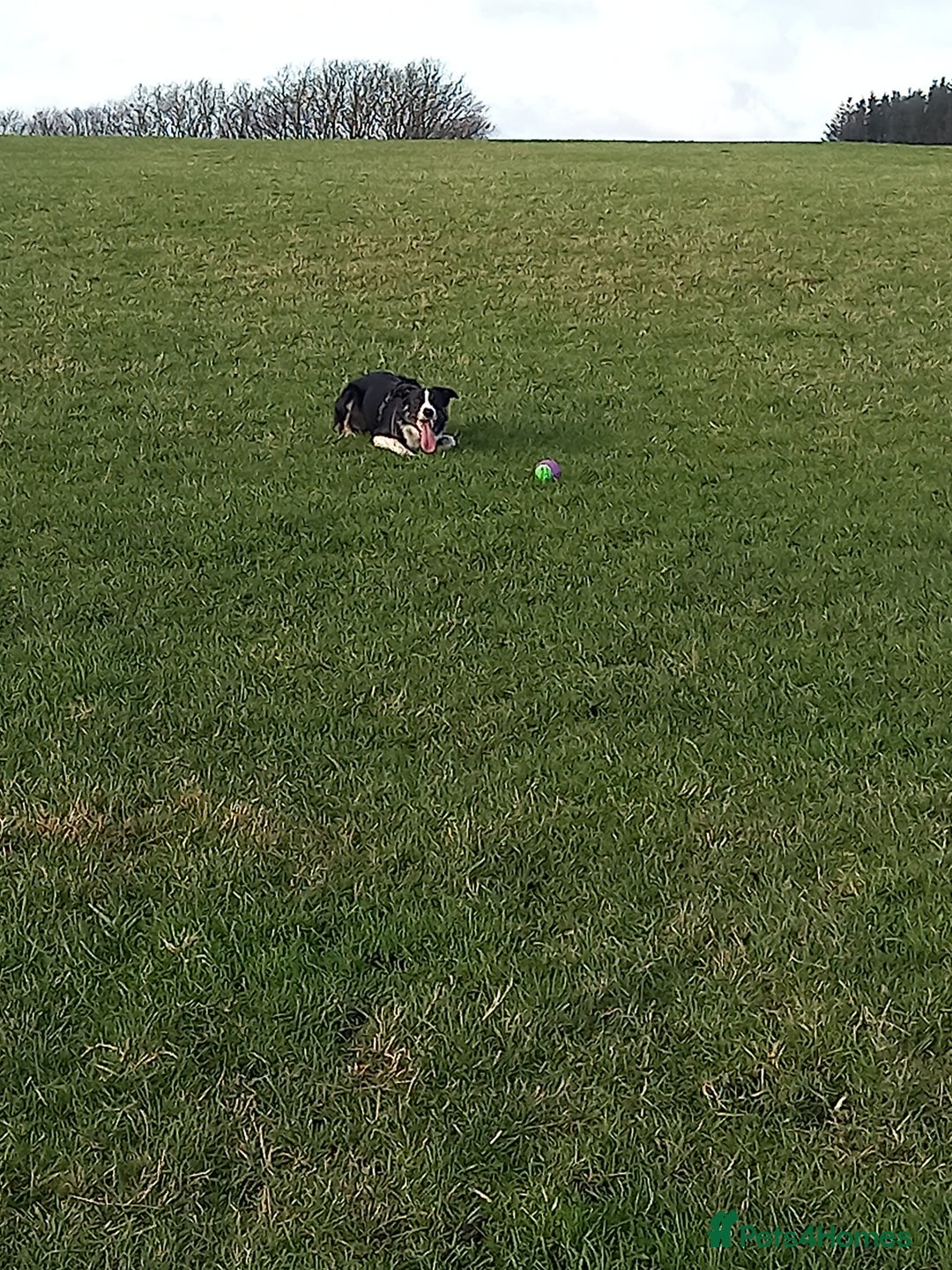 Border Collie dogs for sale: Border collie - Advert 2