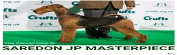 Airedale Terrier dogs for sale: Airedale pups  - Advert 3