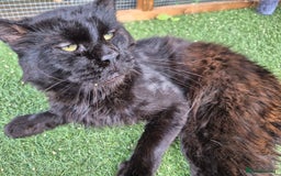Maine Coon cats for sale: Maine Coon Active Stud - Image 3