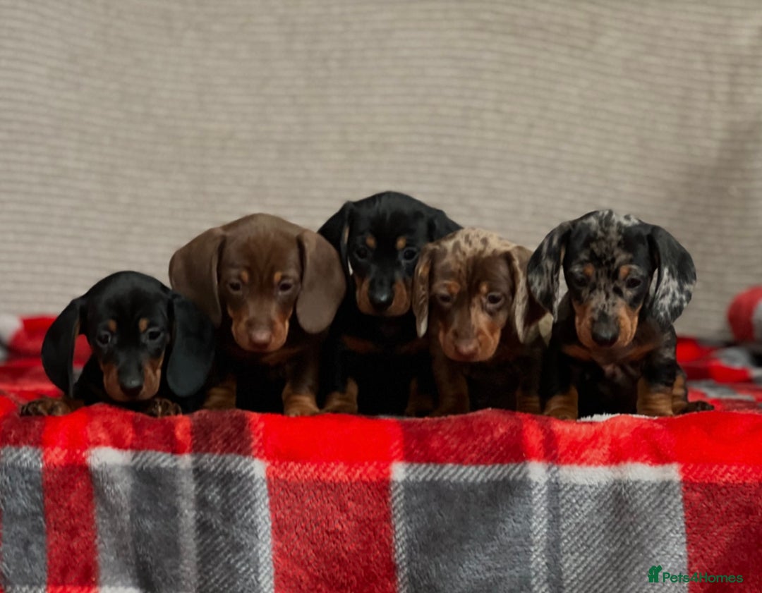 Miniature Dachshund dogs for sale: STUNNING DACHSUND PUPPIES  - Image 12