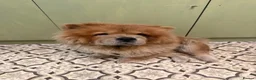 Chow Chow dogs for sale: 3 year old KC Chow Chow - Toffee  - Advert 5