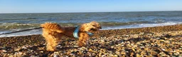 Toy Poodle dogs for sale: Beautiful Apricot Toy Poodle Looking for a Home - Advert 3