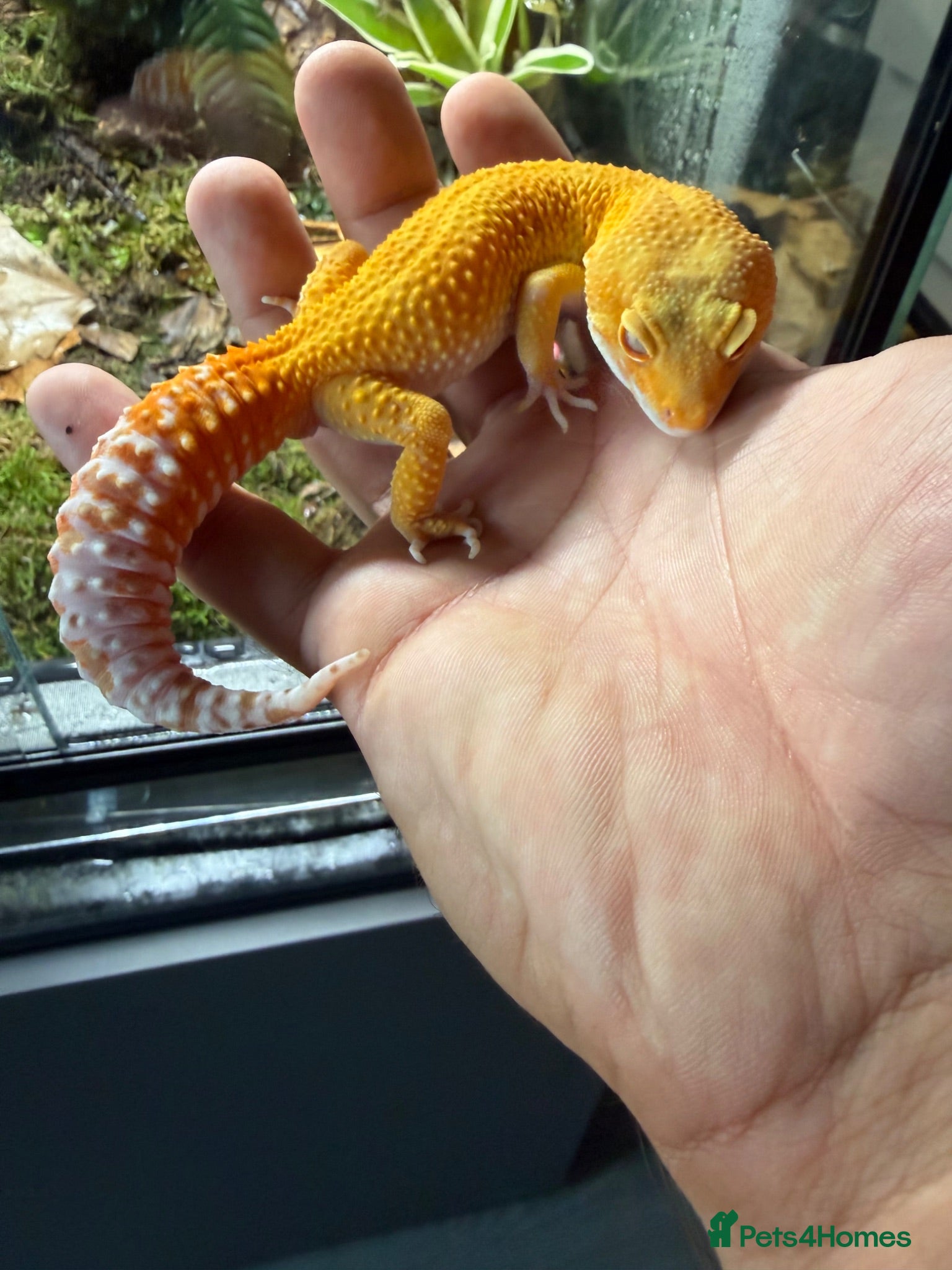 Leopard Gecko reptiles Leopard gecko  - Advert 1