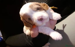 Cavapoo dogs for sale: Extensively health tested stunning cavapoo’s - Image 9