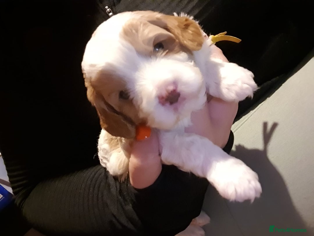 Cavapoo dogs for sale: Extensively health tested stunning cavapoo’s - Image 9