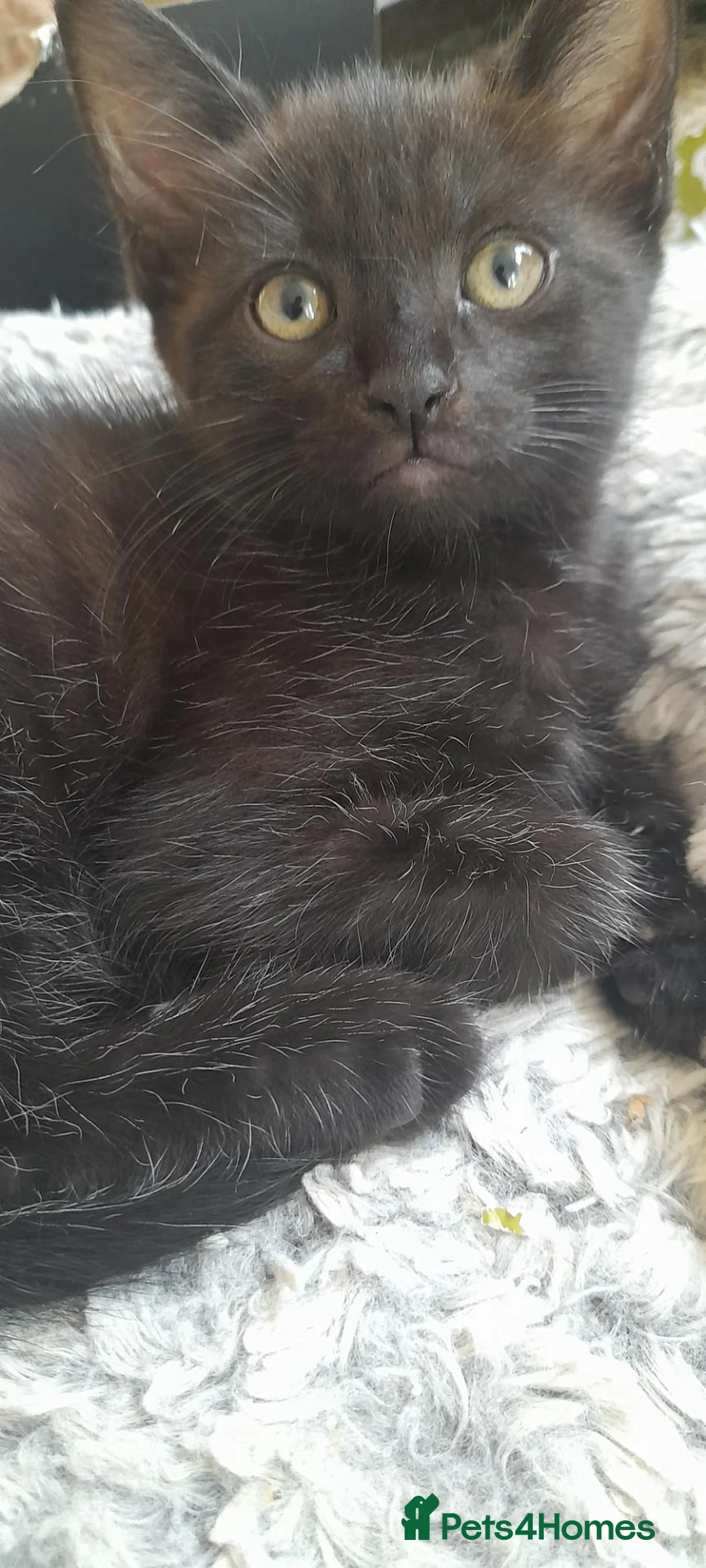 Mixed Breed cats for sale: Beautiful kittens 😸  - Advert 2