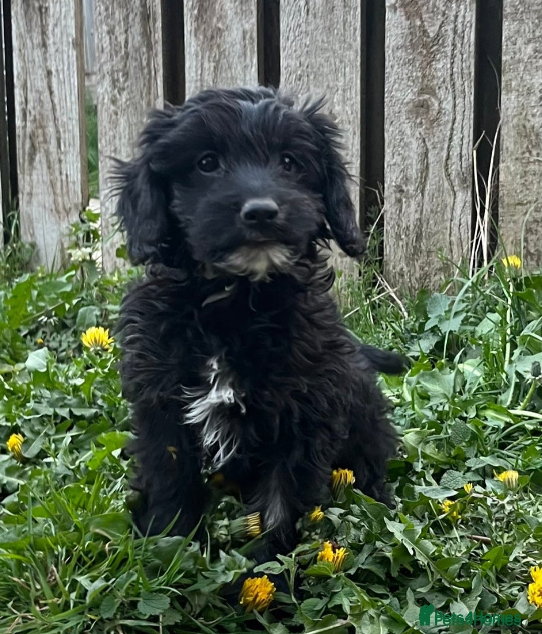 Cockapoo dogs for sale: Gorgeous little cockapoo 5 months old - Image 1