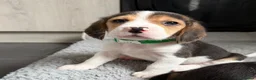 Beagle dogs for sale: Beagle puppies 🐶🐾 - Advert 3