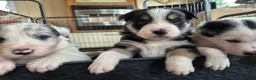 Mixed Breed dogs for sale: Beardie border x puppies - Advert 28