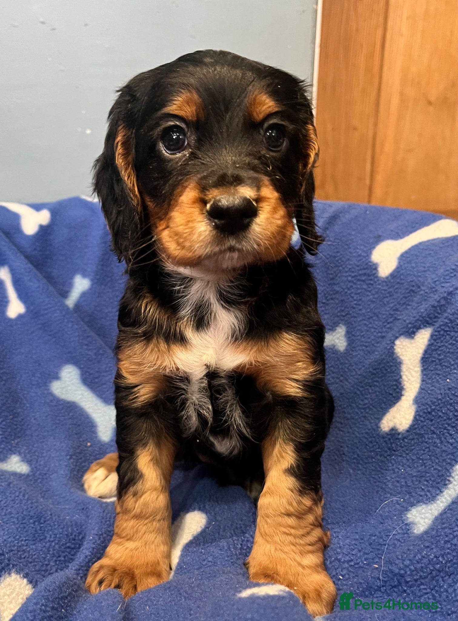 Black white and tan boy 