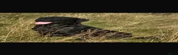 Labrador Retriever dogs for stud: KC Registered Black Labrador for stud - Advert 3