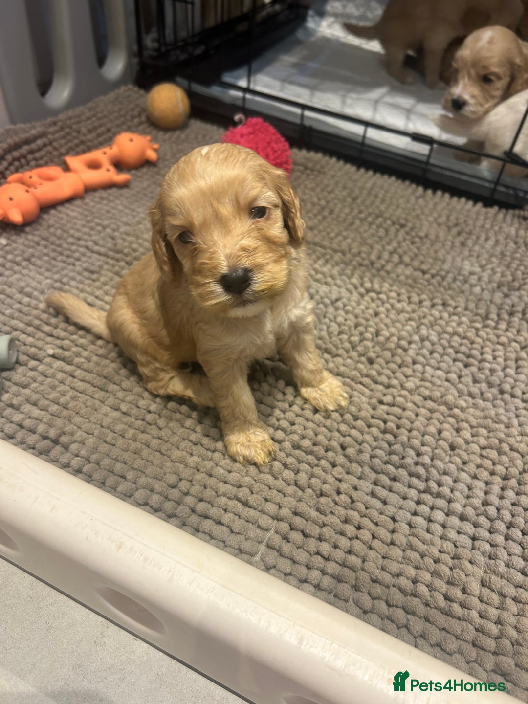 Mixed Breed dogs for sale: BEAUTIFUL PUPPIES - Cockapoo x Sproodle  - Image 18