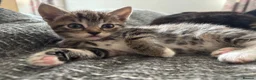 Domestic Shorthair cats for sale: 3 Beautiful Tabby Female Kittens – Ready Now - Advert 6