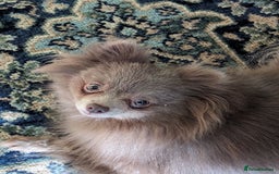 Pomeranian dogs for sale: Adult Poms - Advert 2