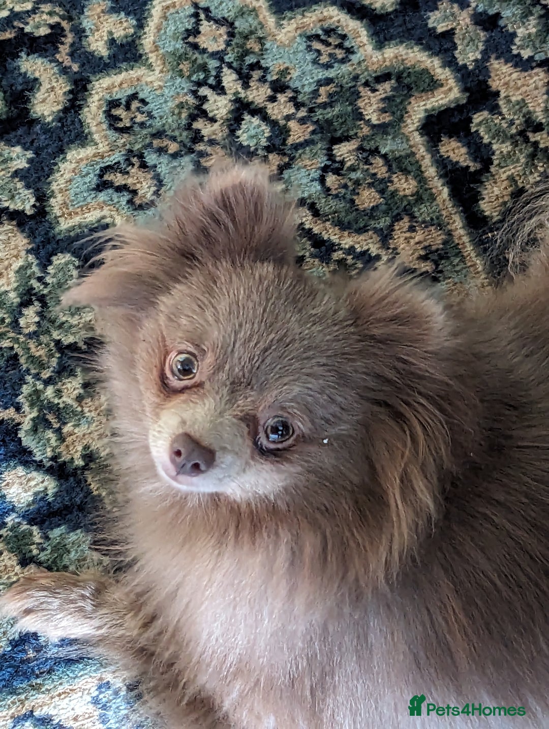 Pomeranian dogs for sale: Adult Poms - Advert 2