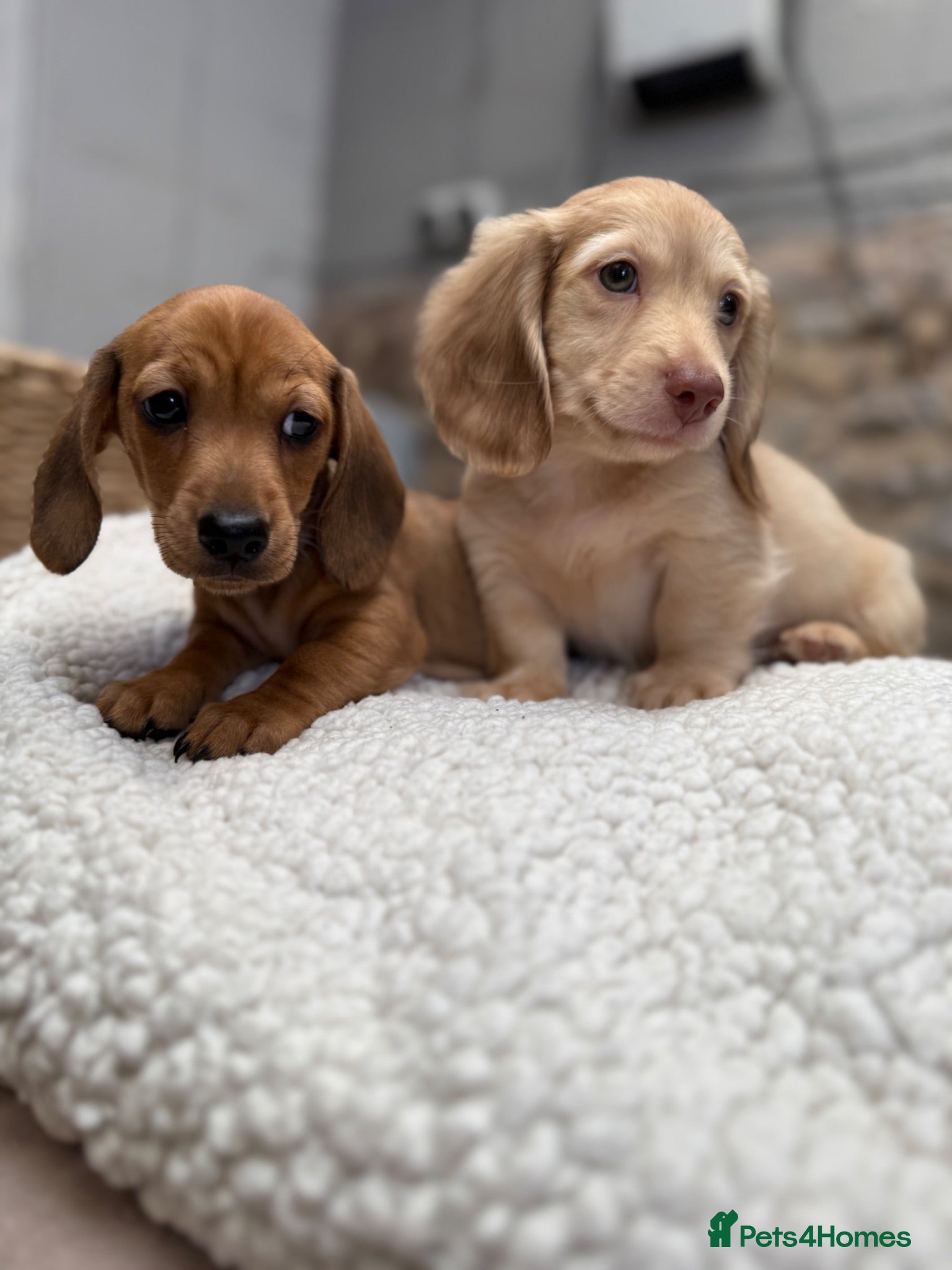 Miniature Dachshund dogs 2 boys ready to leave still available  - Advert 5