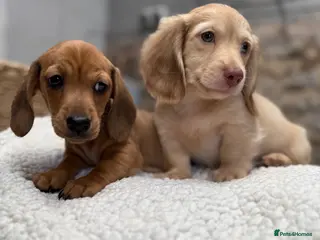 Miniature Dachshund dogs 2 boys ready to leave still available - Advert 5