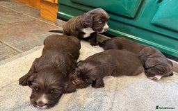 Sprocker dogs for sale: F1 Sprocker puppies liver and white  - Image 7
