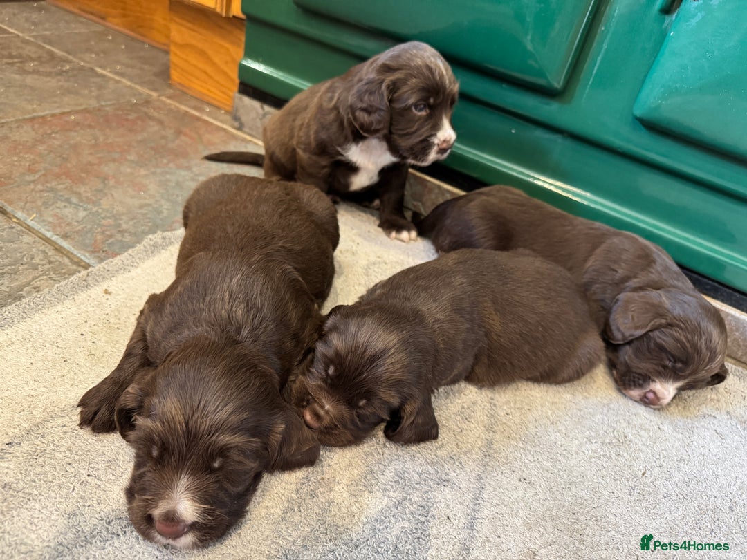 Sprocker dogs for sale: F1 Sprocker puppies liver and white  - Image 7
