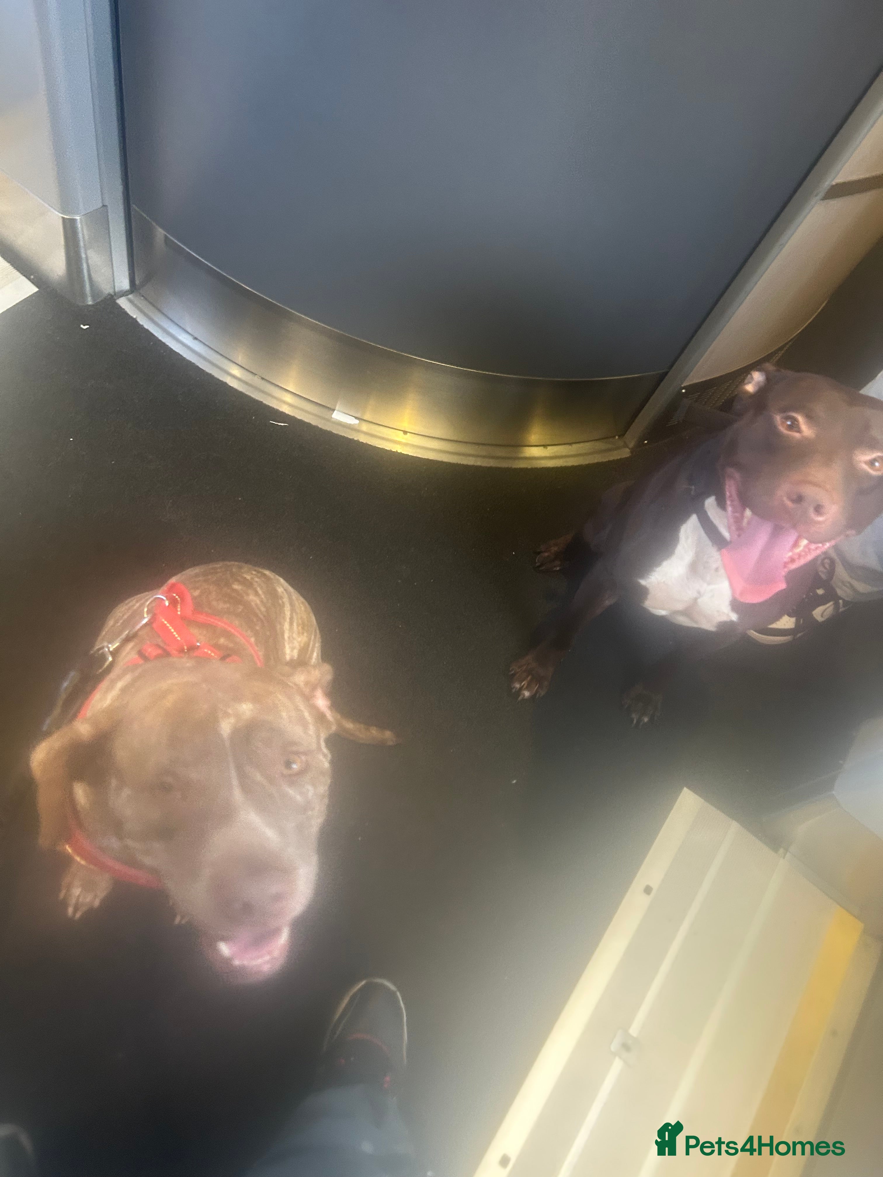 American Bully dogs Lil blessings  - Advert 1