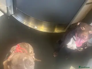 American Bully dogs Lil blessings - Advert 2